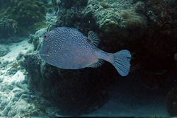 Honeycomb Cowfish