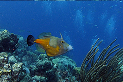 orange spotted file fish